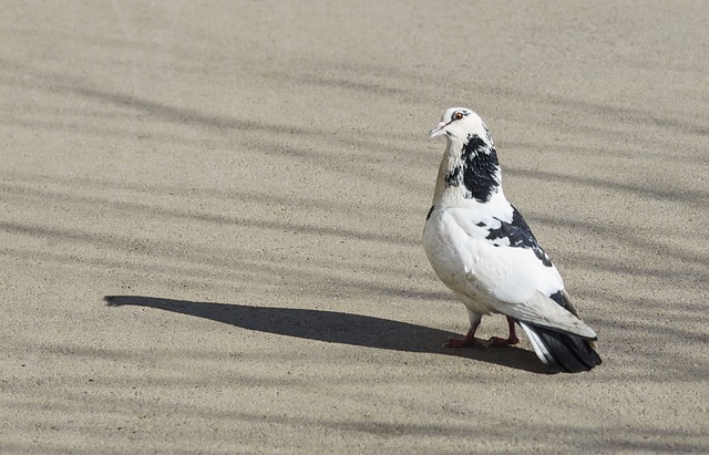 双方实力补